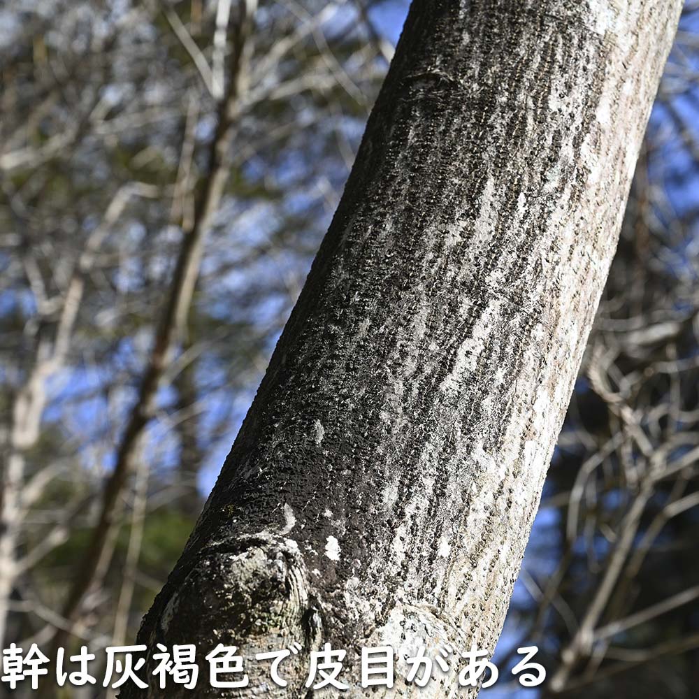 ネムノキ 単木 2.5m 露地 苗木 落葉樹 | 1klik.com.hr