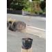 ナツハゼ 0.2m 10.5cmポット 苗 関連画像1