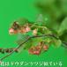 ナツハゼ 0.2m 10.5cmポット 苗 関連画像5