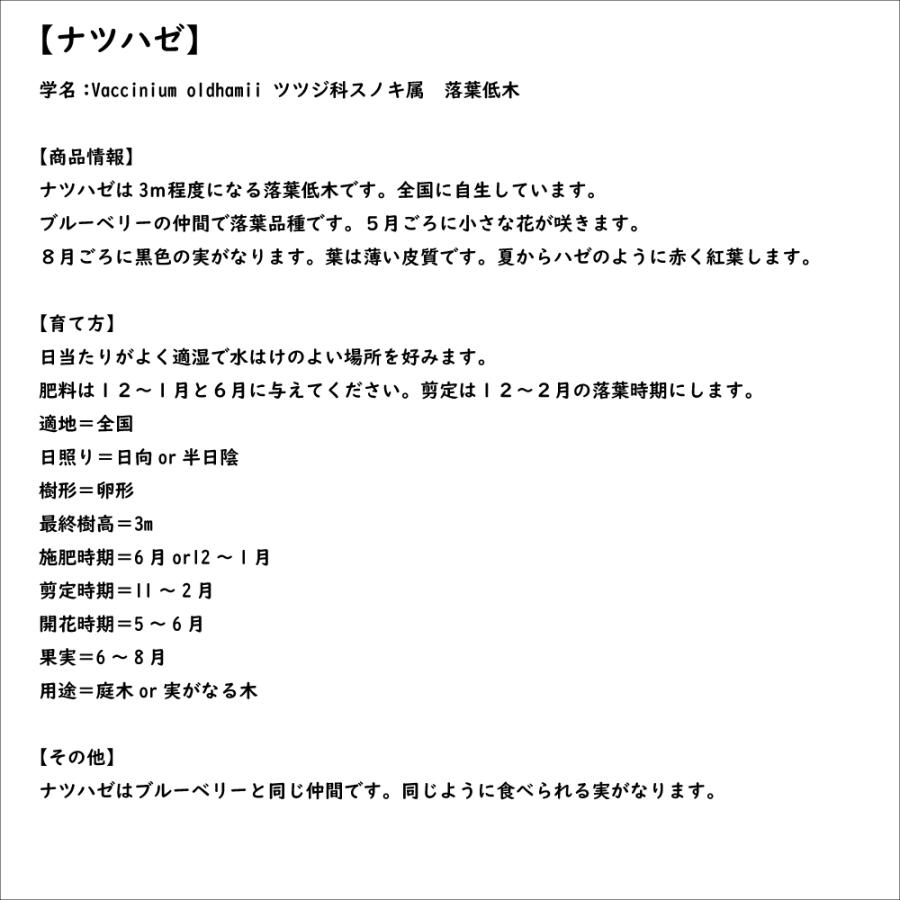 ナツハゼ 0.1m 10.5cmポット 5本 苗｜green-netbox｜08