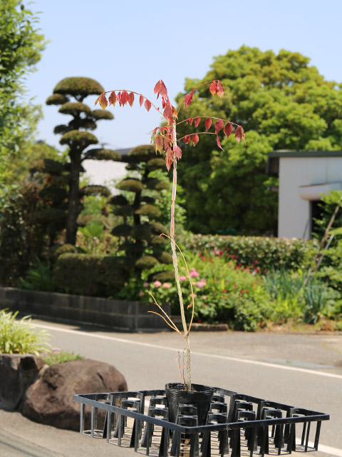 ニシキギ（落葉樹の植木、庭木）の商品一覧｜苗木、植木 | 花