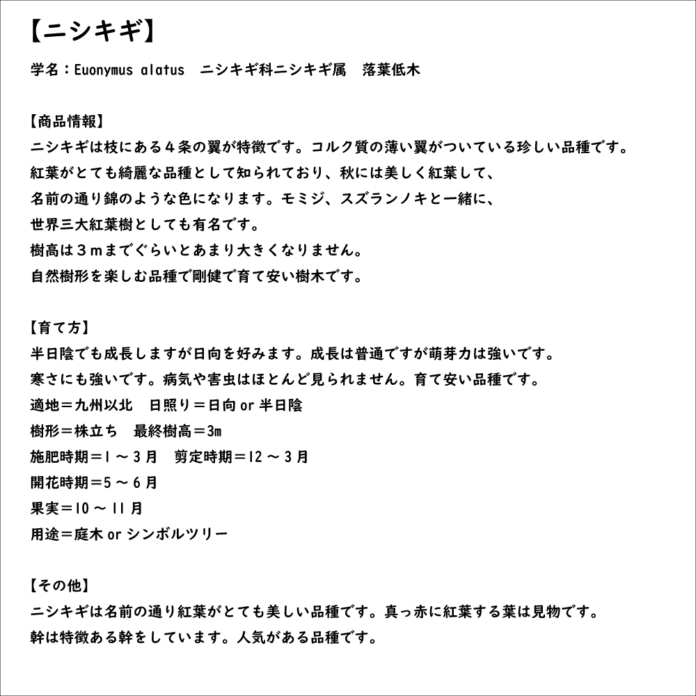 ニシキギ 0.4m 15cmポット 苗｜green-netbox｜08