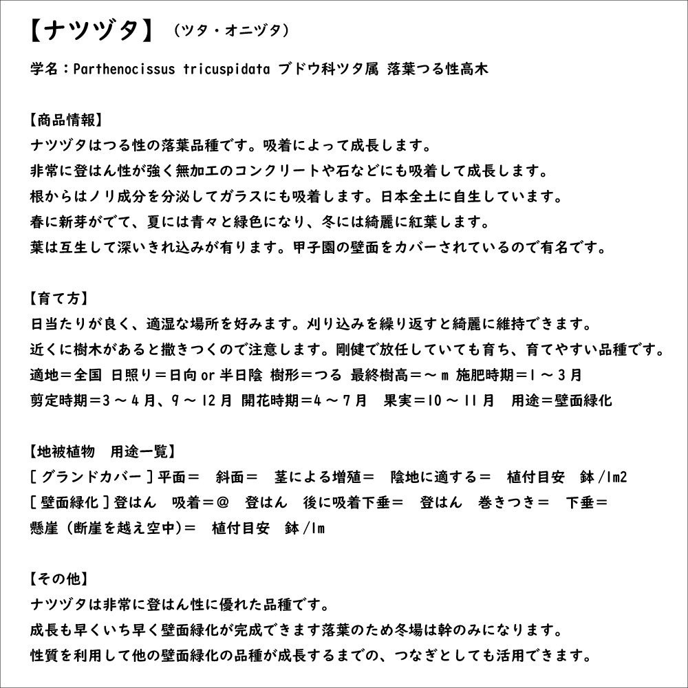 ナツヅタ 9.0cmポット 25個 苗｜green-netbox｜08
