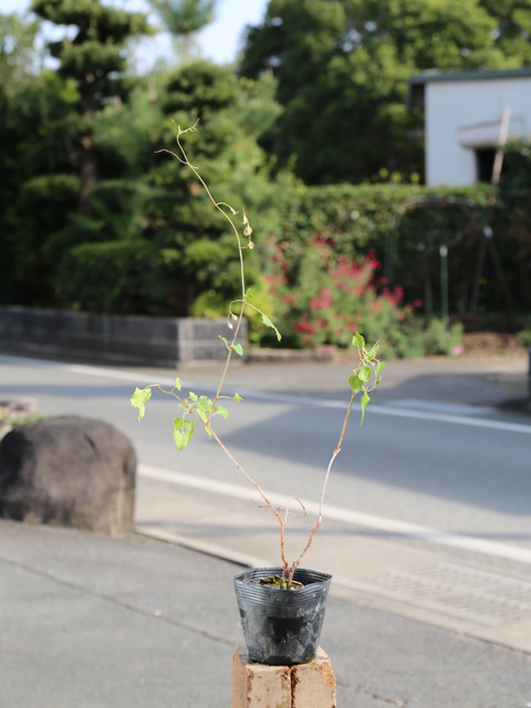 イタビカズラ 30個 苗 トオヤマグリーン 通販 トオヤマグリーンフッキソウ 70個 苗 Abiding Co Za