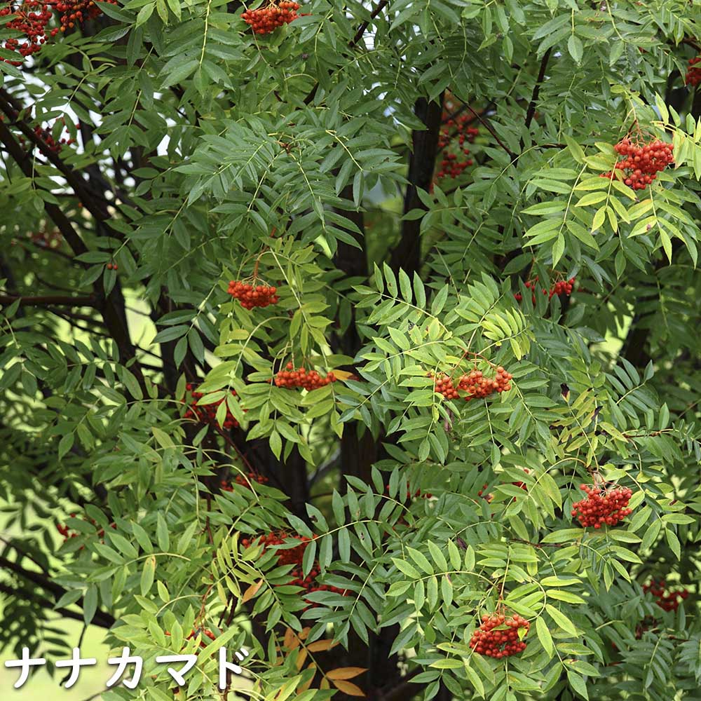 【超美品】 ナナカマド 単木 2m 露地 苗木 【1765033005】 (11550円)