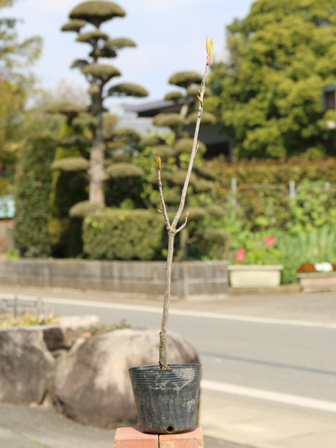 ナナカマド 0.3m 10.5cmポット 10本 苗 : トオヤマグリーン - 通販