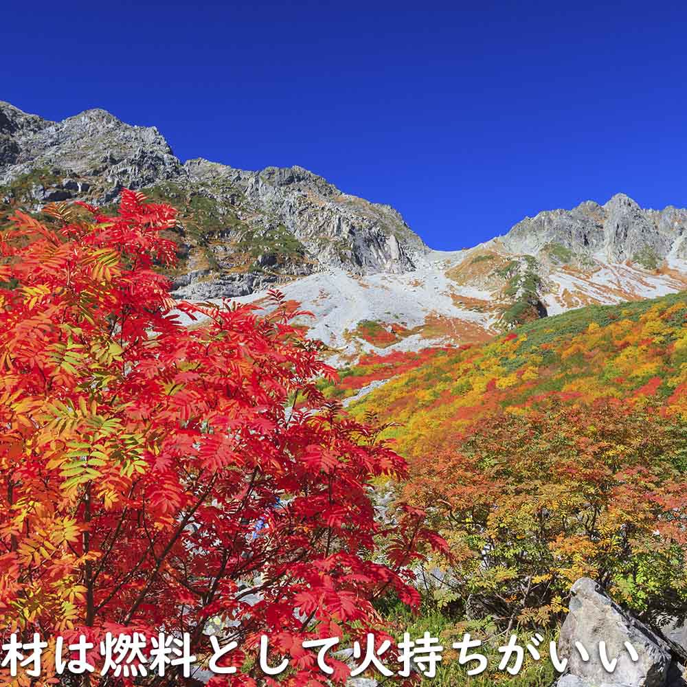 【超美品】 ナナカマド 単木 2m 露地 苗木 【1765033005】 (11550円)