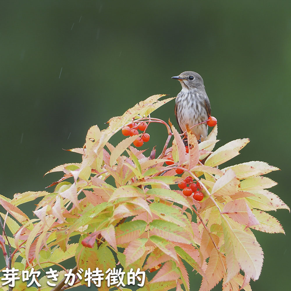 【超美品】 ナナカマド 単木 2m 露地 苗木 【1765033005】 (11550円)