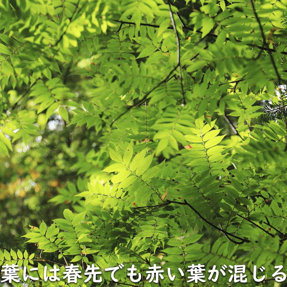 【超美品】 ナナカマド 単木 2m 露地 苗木 【1765033005】 (11550円)