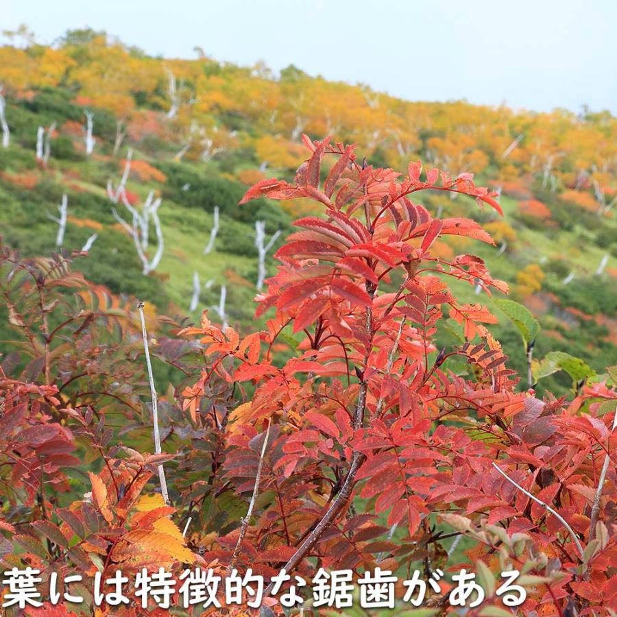 【超美品】 ナナカマド 単木 2m 露地 苗木 【1765033005】 (11550円)