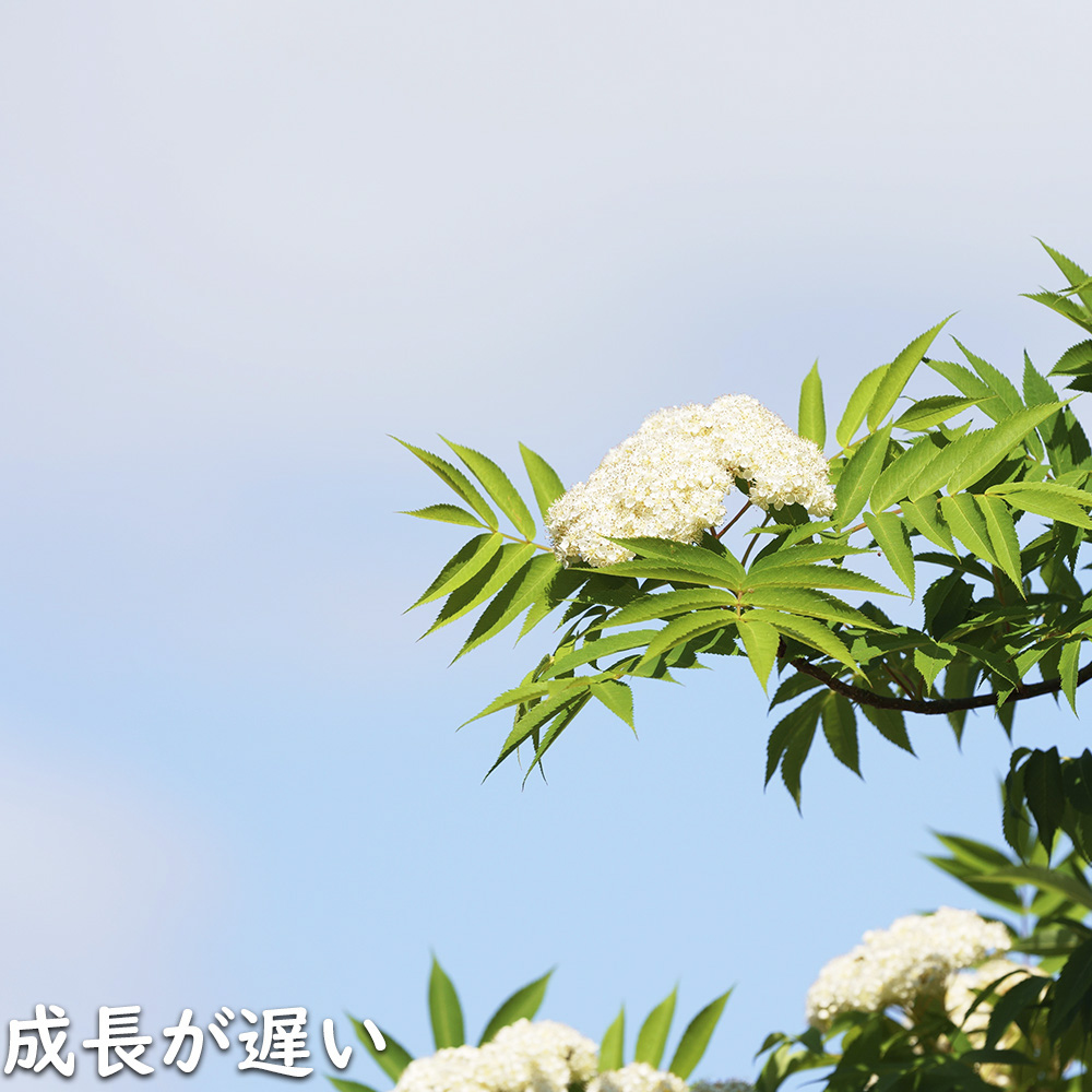 【超美品】 ナナカマド 単木 2m 露地 苗木 【1765033005】 (11550円)