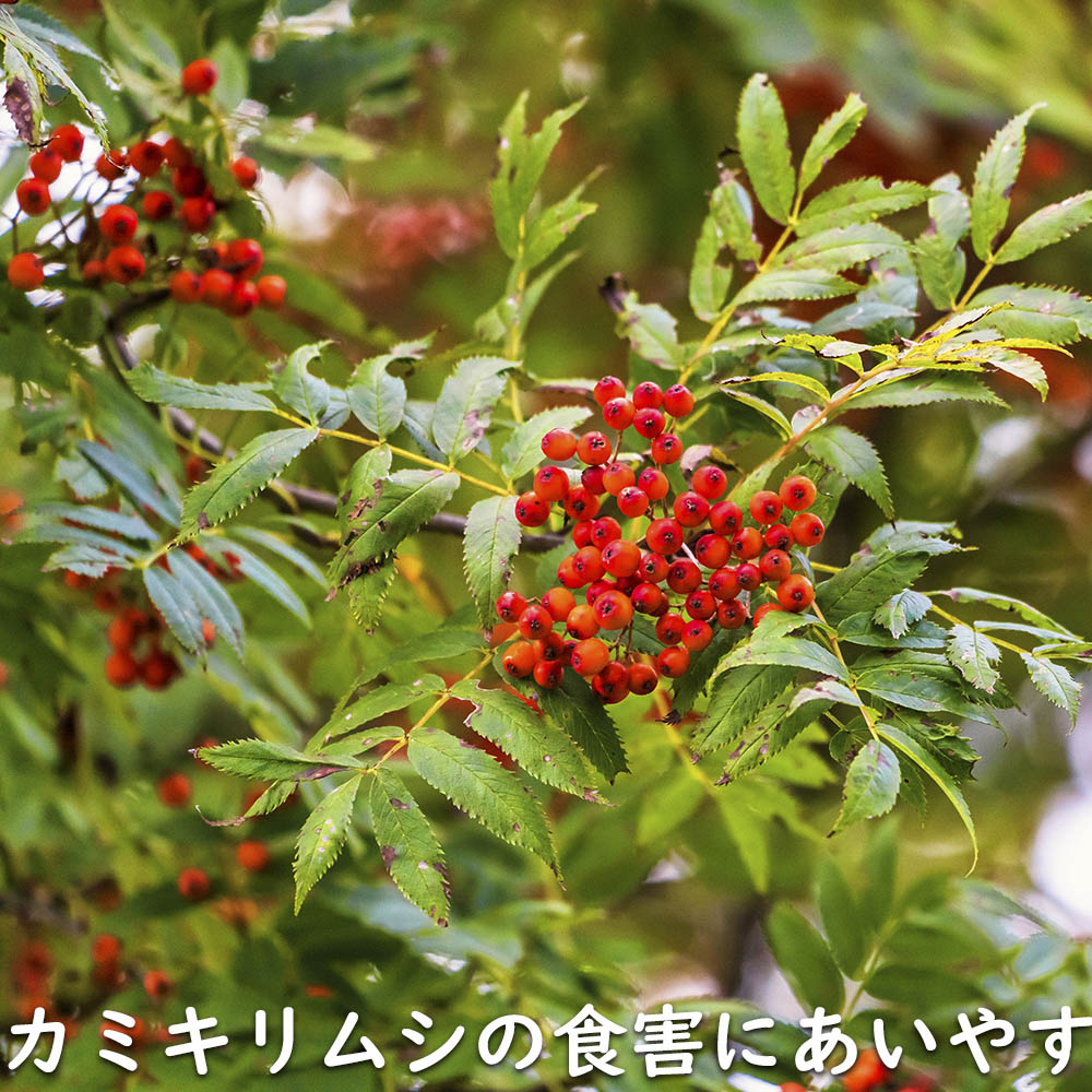 【超美品】 ナナカマド 単木 2m 露地 苗木 【1765033005】 (11550円)