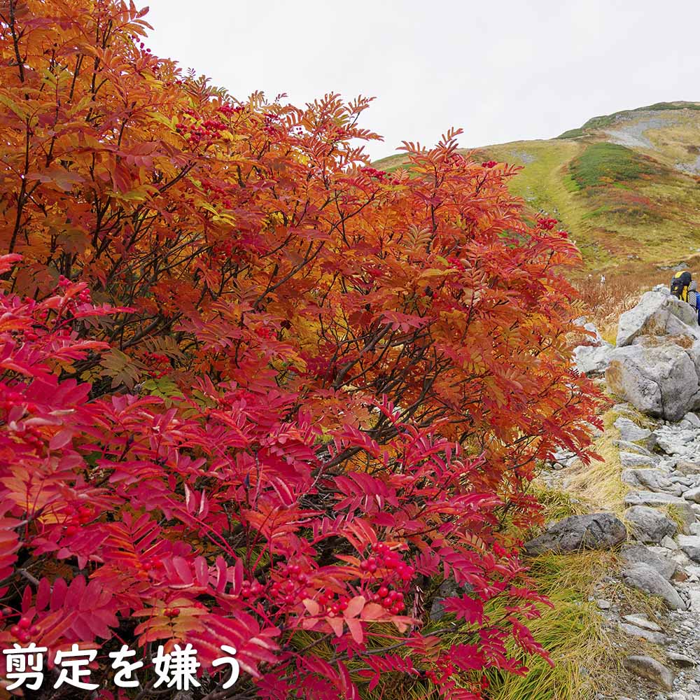 【超美品】 ナナカマド 単木 2m 露地 苗木 【1765033005】 (11550円)