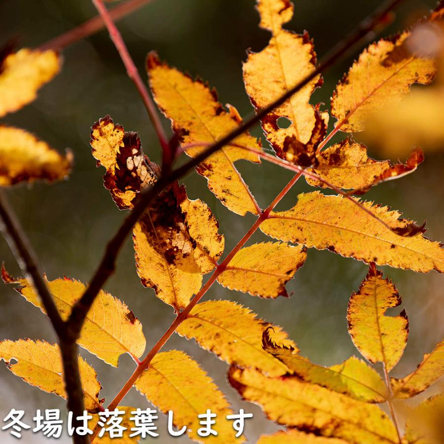 【超美品】 ナナカマド 単木 2m 露地 苗木 【1765033005】 (11550円)