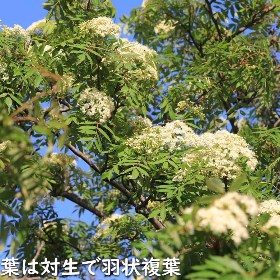 【超美品】 ナナカマド 単木 2m 露地 苗木 【1765033005】 (11550円)