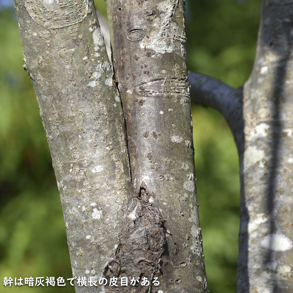 【超美品】 ナナカマド 単木 2m 露地 苗木 【1765033005】 (11550円)