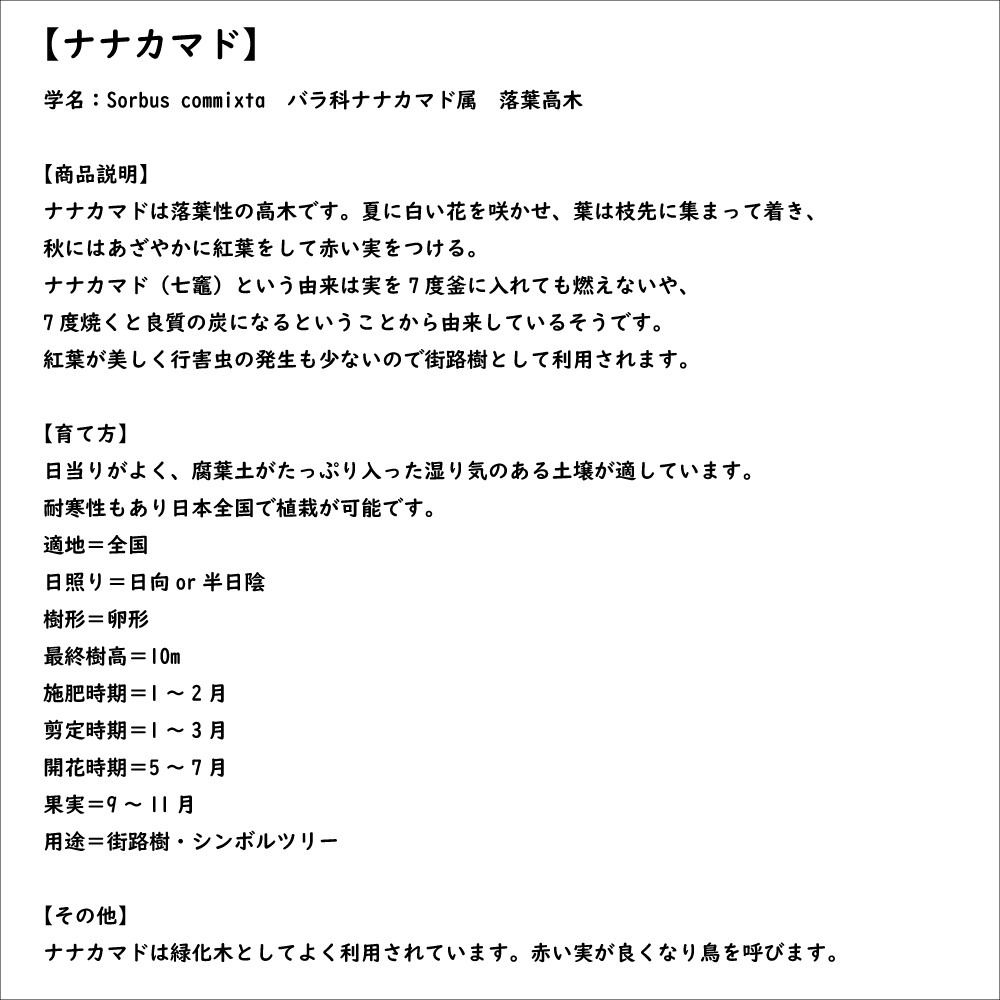 【超美品】 ナナカマド 単木 2m 露地 苗木 【1765033005】 (11550円)