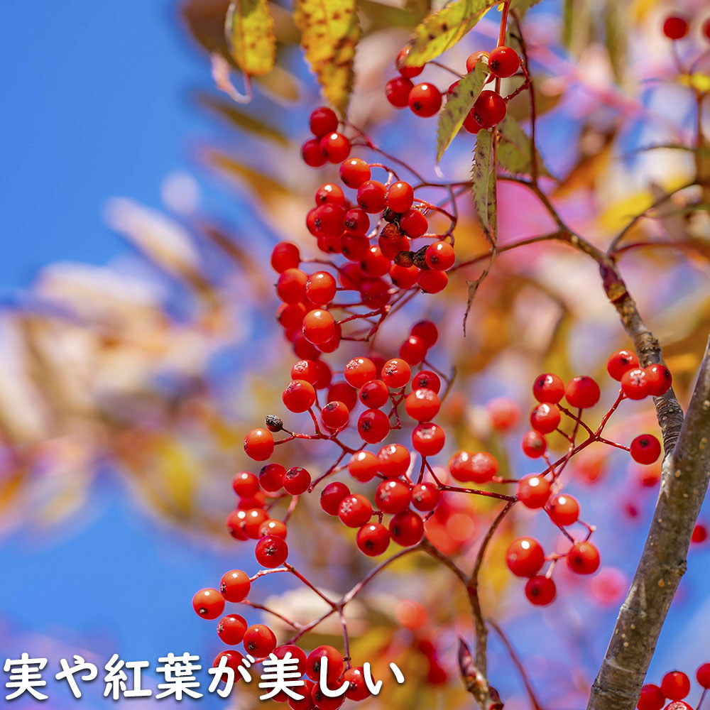 【超美品】 ナナカマド 単木 2m 露地 苗木 【1765033005】 (11550円)