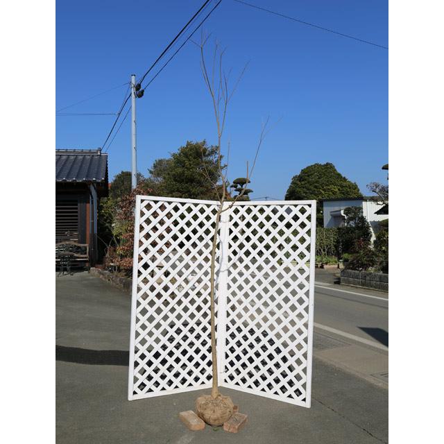 ナンキンハゼ 単木 2.5m 露地 苗木(12650円)