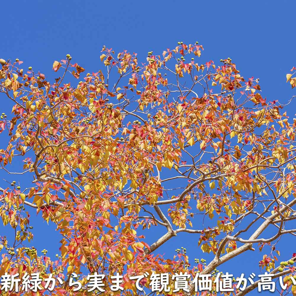 ナンキンハゼ 単木 2.5m 露地 苗木 I2565630363