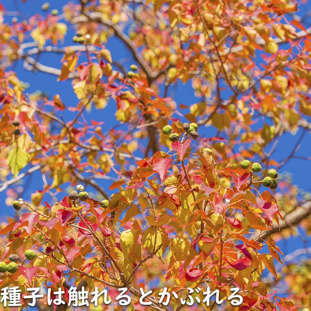 ナンキンハゼ 単木 2.5m 露地 苗木 I2565630363