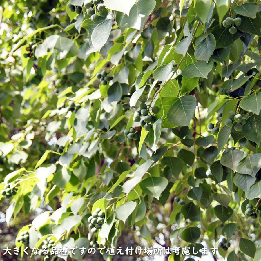 ナンキンハゼ 単木 2.5m 露地 苗木 I2565630363