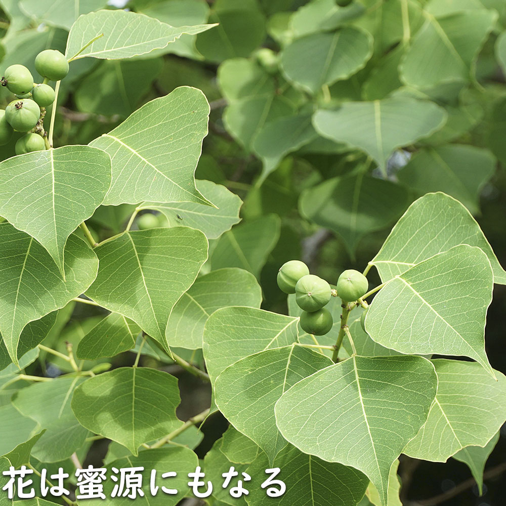 ナンキンハゼ 単木 2.5m 露地 苗木 ナンキンハゼ 商品情報