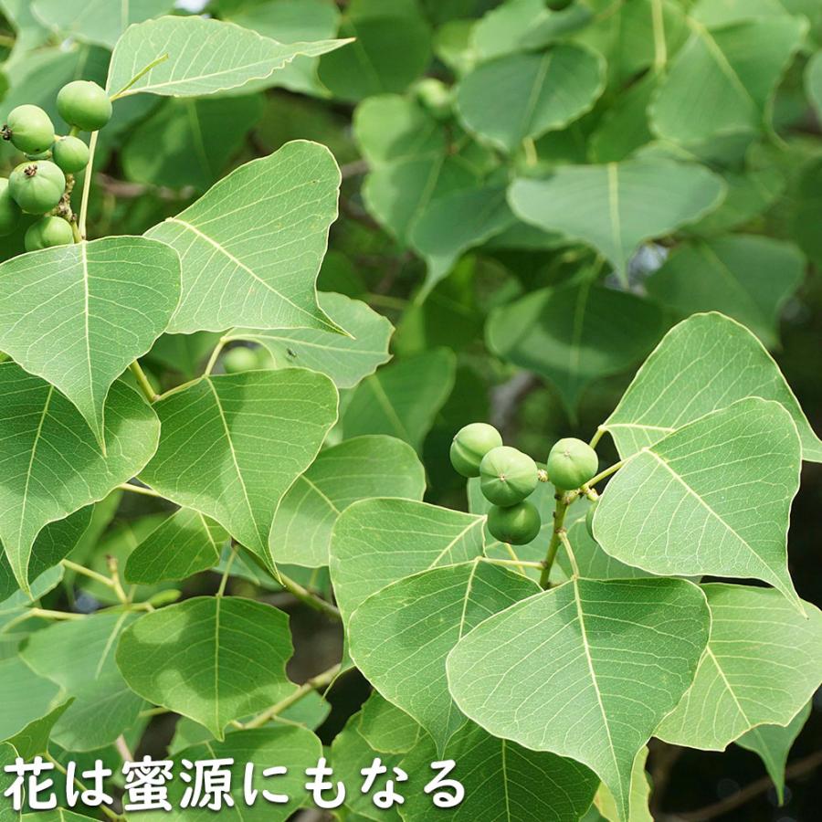 ナンキンハゼ 単木 2.5m 露地 苗木 I2565630363