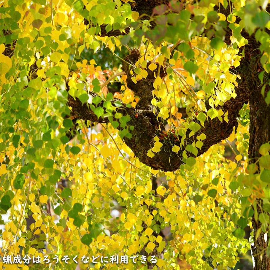 ナンキンハゼ 単木 2.5m 露地 苗木 I2565630363