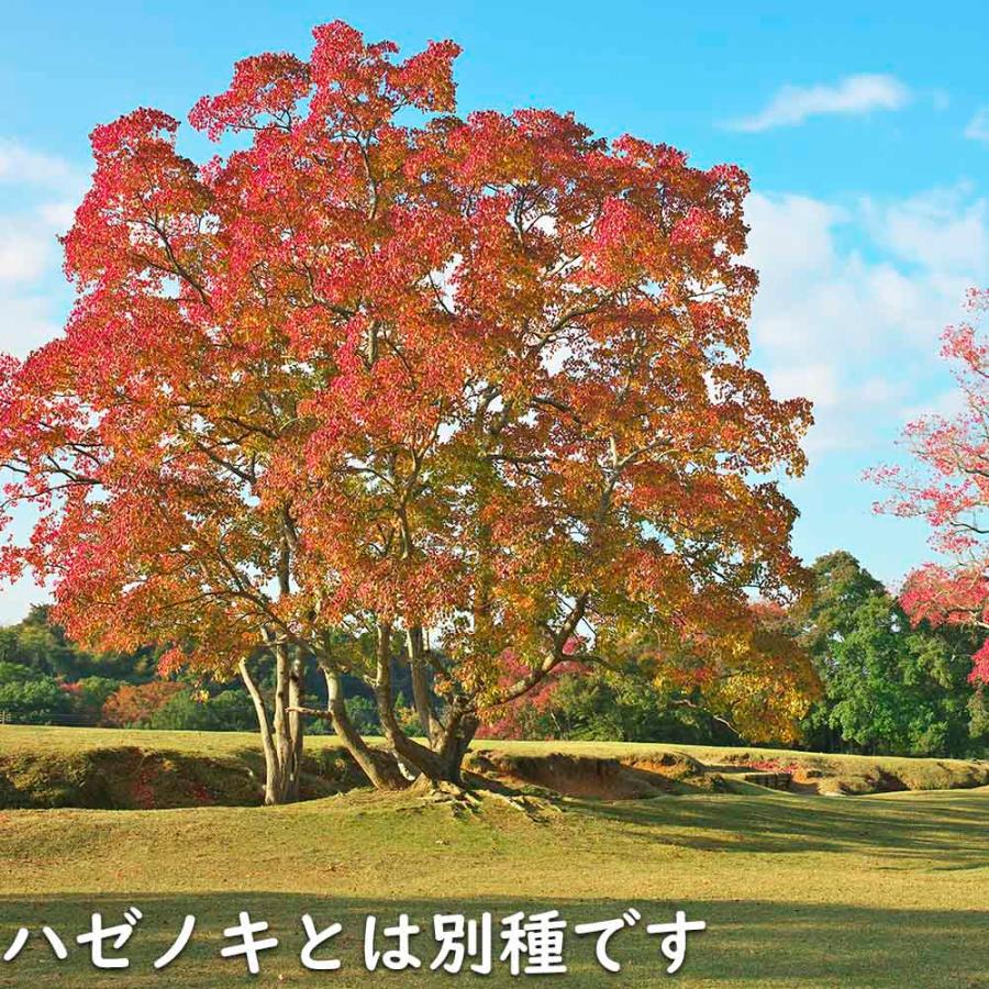 ナンキンハゼ 単木 2.5m 露地 苗木 I2565630363