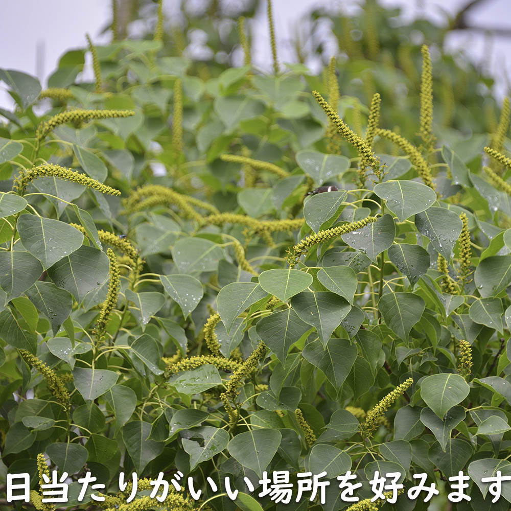 ナンキンハゼ 単木 2m 露地 苗木 : トオヤマグリーン - 通販