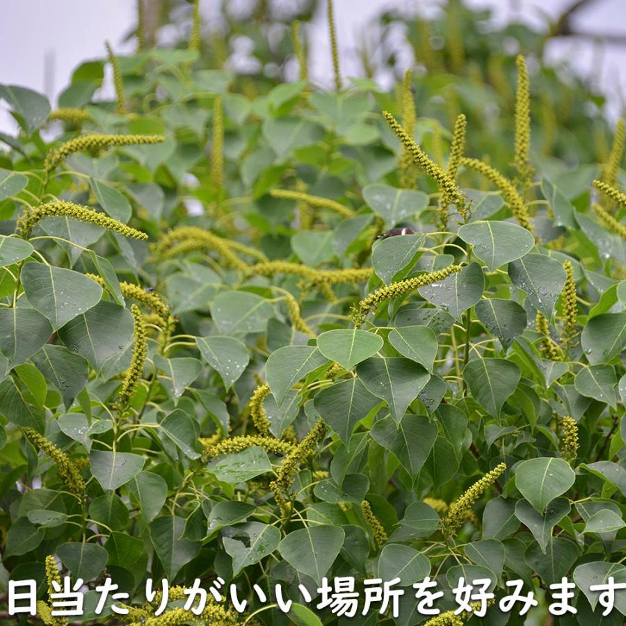 ナンキンハゼ 単木 2.5m 露地 苗木 I2565630363