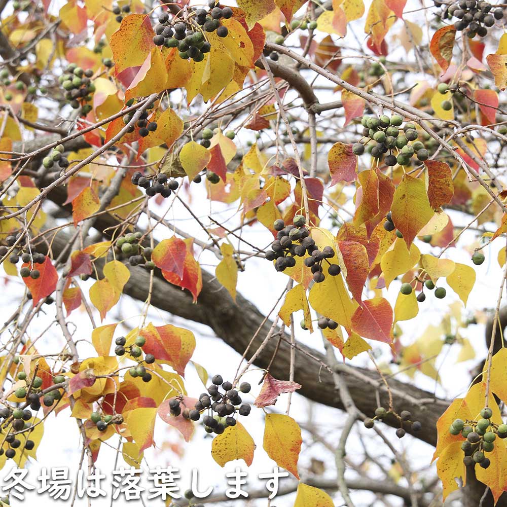 ナンキンハゼ 単木 2.5m 露地 苗木 I2565630363