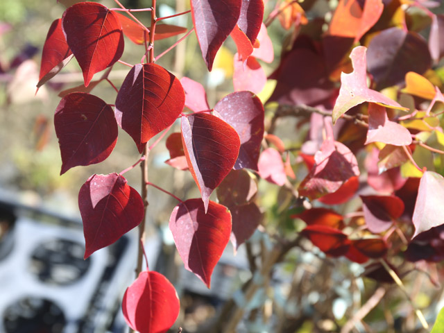 ナンキンハゼ 単木 2.5m 露地 苗木 I2565630363