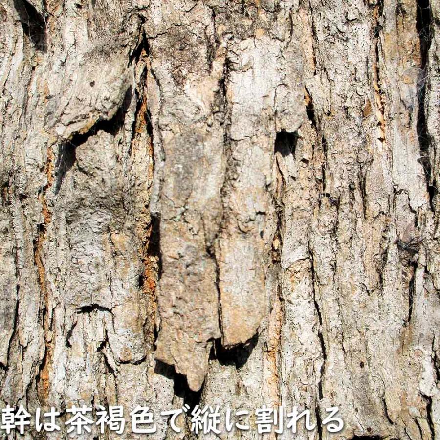 ナンキンハゼ 単木 2.5m 露地 苗木 I2565630363