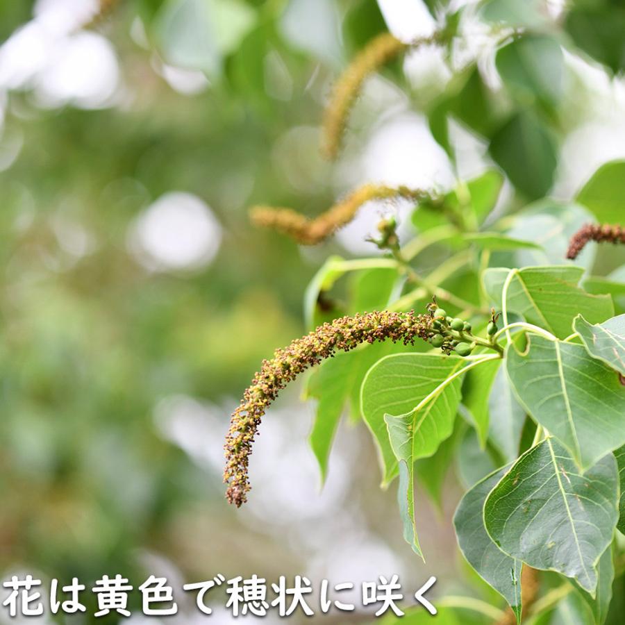 ナンキンハゼ 単木 2.5m 露地 苗木 I2565630363