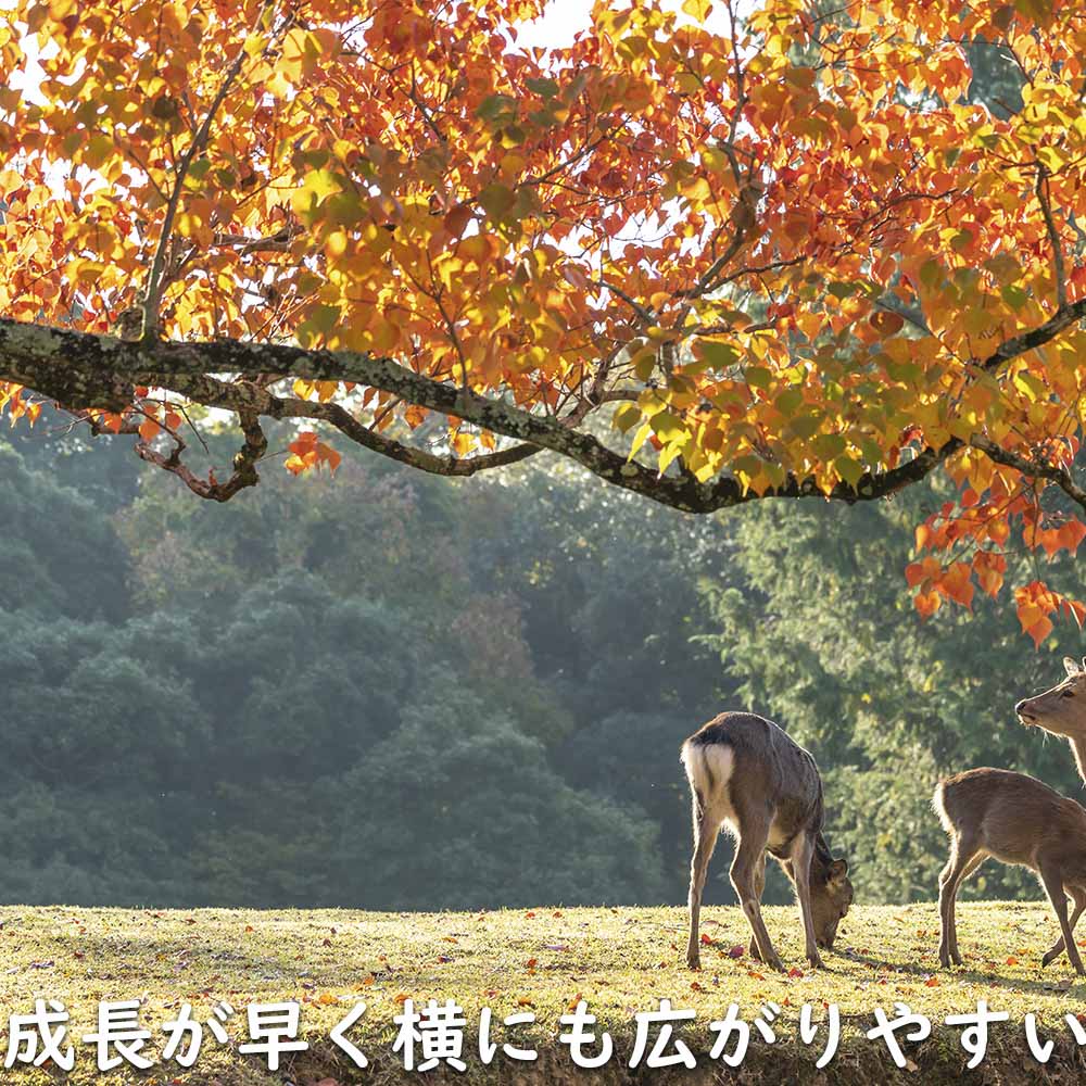 ナンキンハゼ 単木 2.5m 露地 苗木 I2565630363