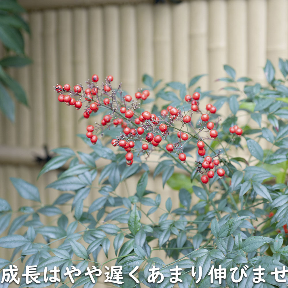 ナンテン 1.7m 露地 苗木 常緑樹 | wj666.feurofood.com