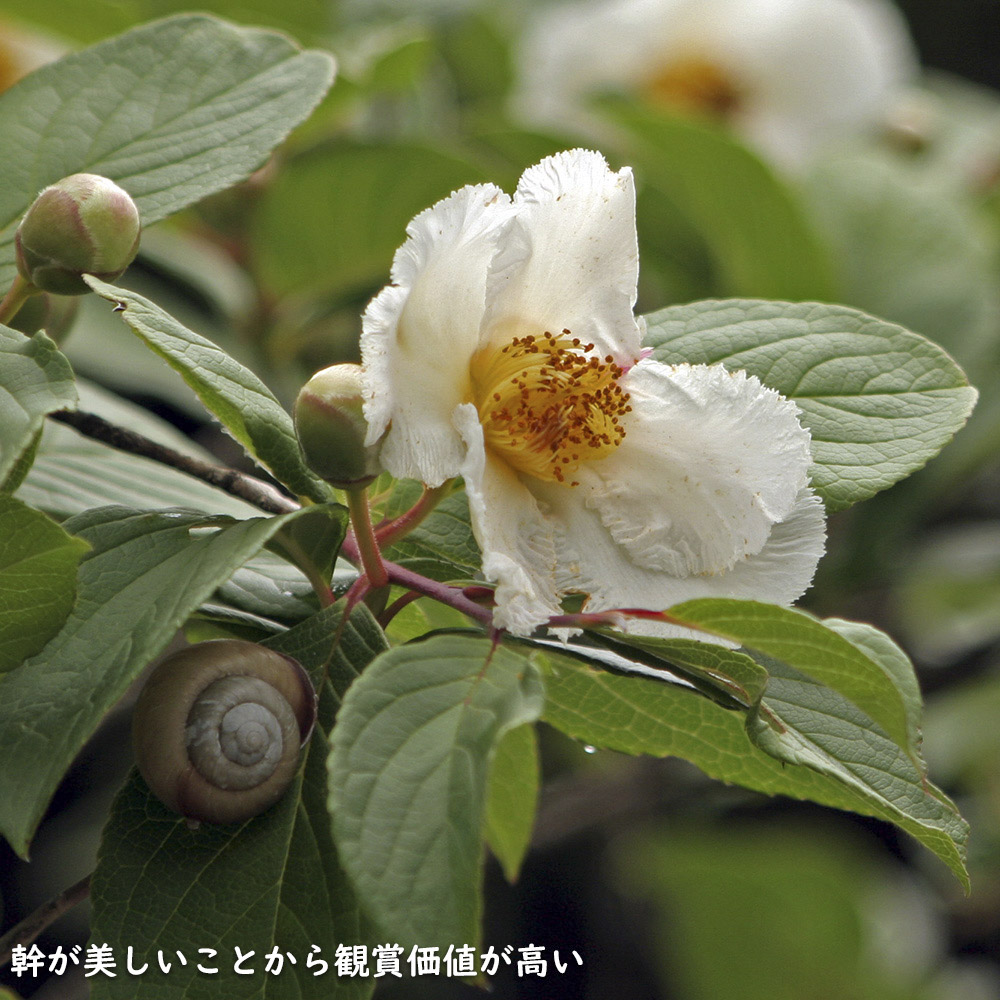 ナツツバキ 株立ち 1.5m 露地 苗木 : 501865 : トオヤマグリーン