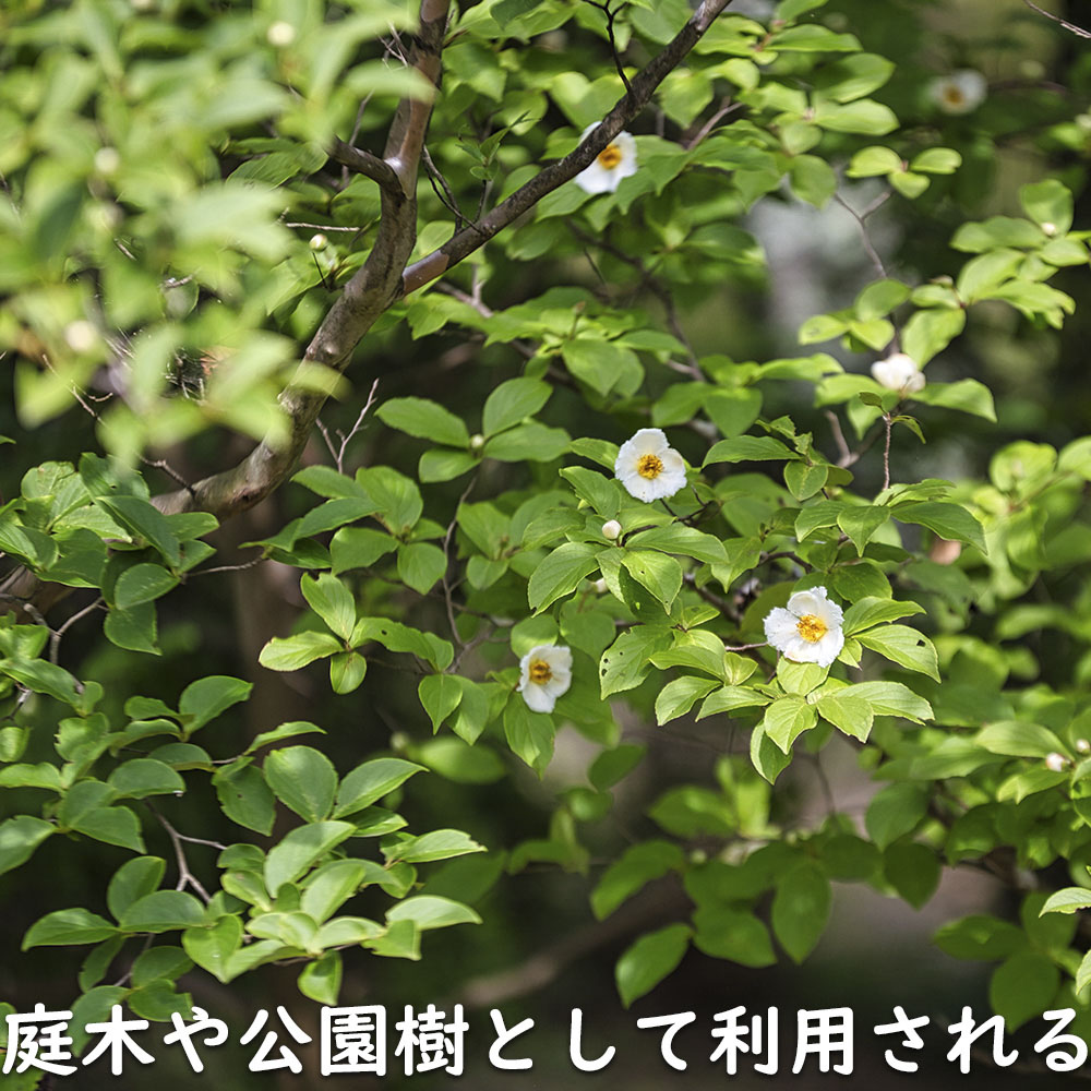 ナツツバキ 0.3m 10.5cmポット 苗 - 落葉樹