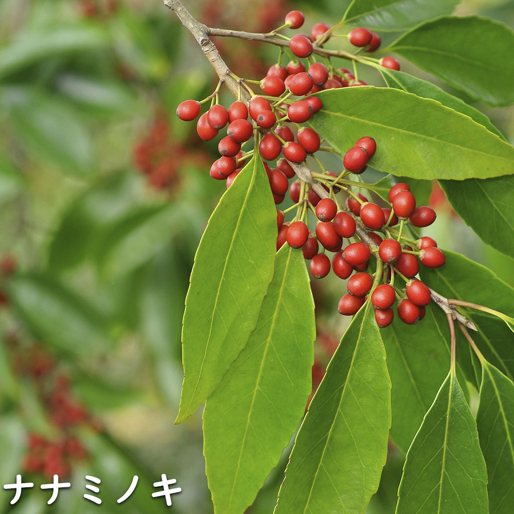 ナナミノキ 株立ち 1.2m 露地 2本 苗 ナナミノキ 株立ち 1.2m 露地 2本 苗