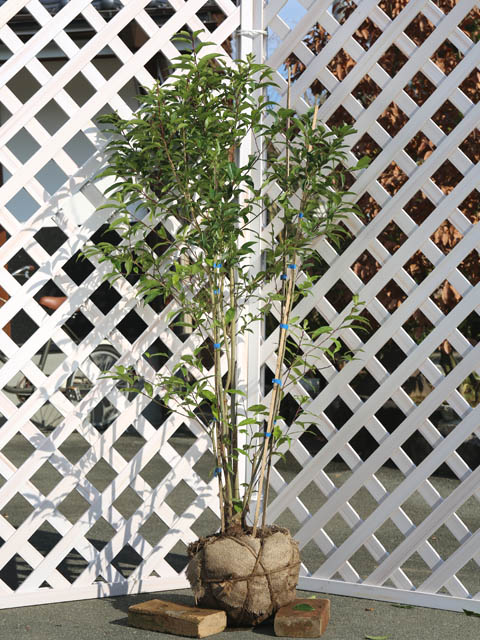 ナナミノキ 株立ち 1.2m 露地 2本 苗(13200円)