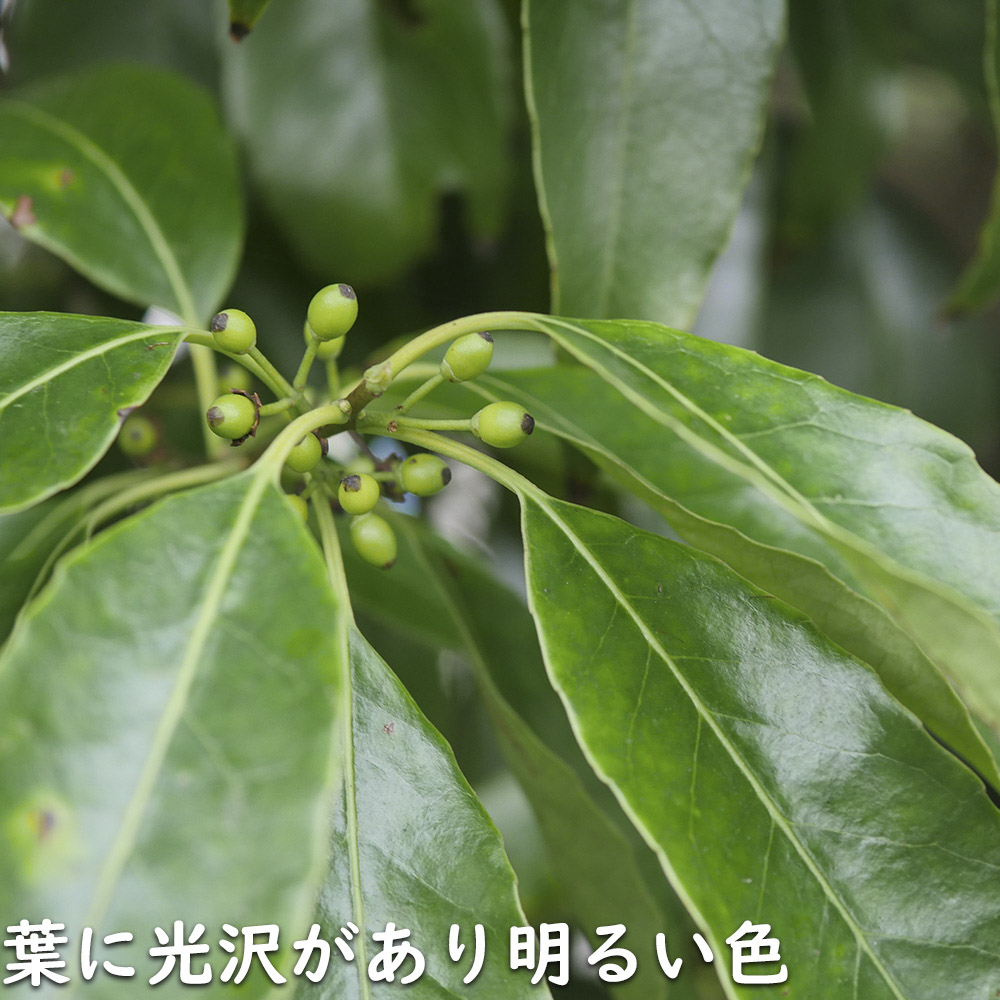 ナナミノキ 株立ち 1.2m 露地 2本 苗 ナナミノキ 株立ち 1.2m 露地 2本 苗