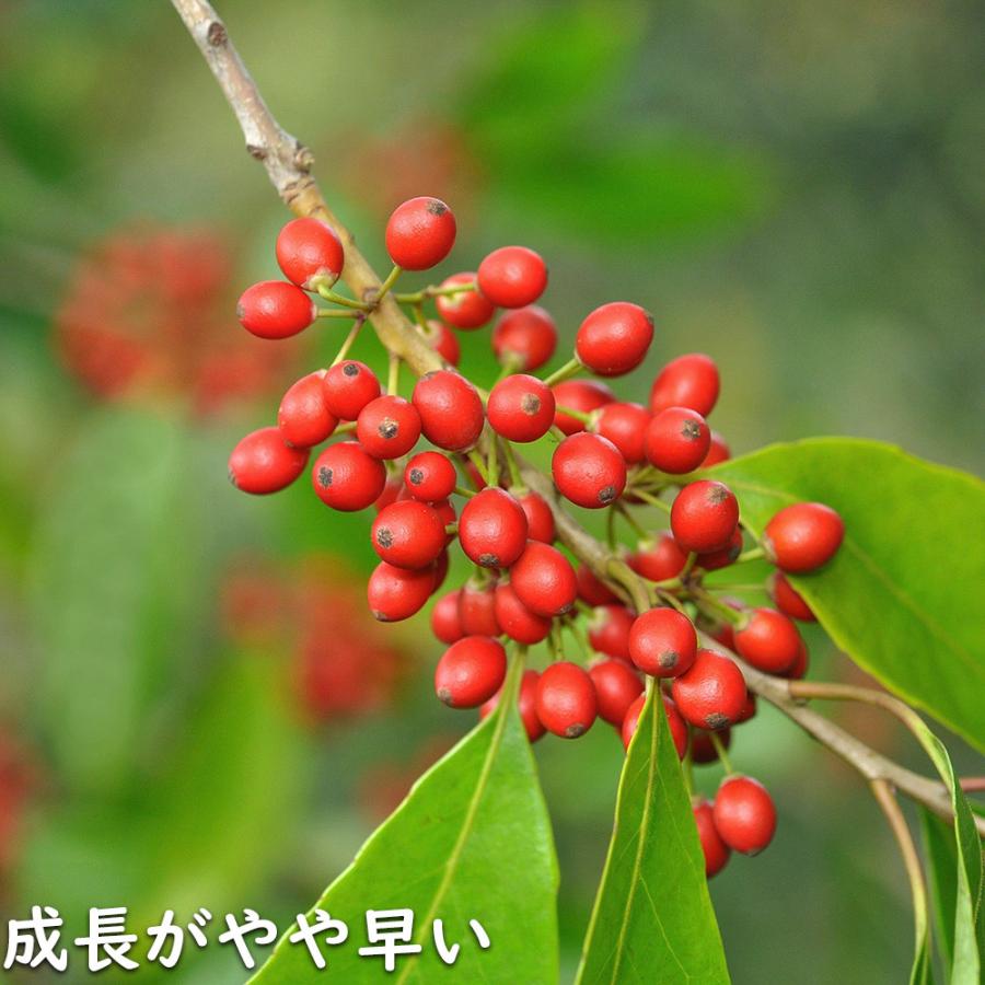 ナナミノキ 株立ち 1.2m 露地 2本 苗 ナナミノキ 株立ち 1.2m 露地 2本 苗