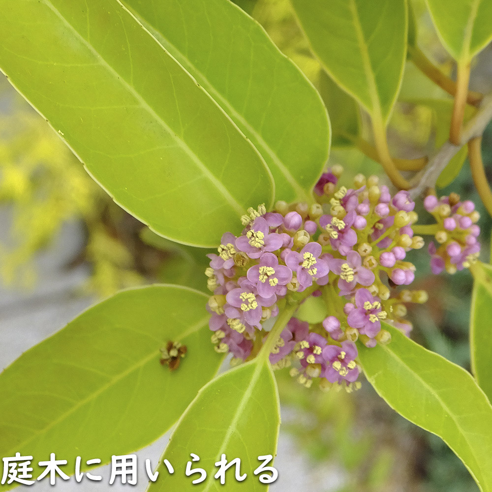 ナナミノキ 株立ち 1.2m 露地 2本 苗 ナナミノキ 株立ち 1.2m 露地 2本 苗