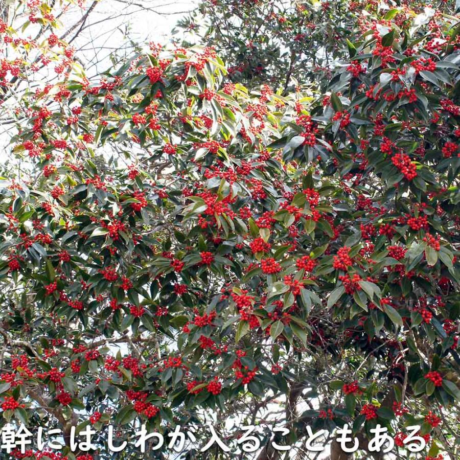 ナナミノキ 株立ち 1.2m 露地 2本 苗 ナナミノキ 株立ち 1.2m 露地 2本 苗