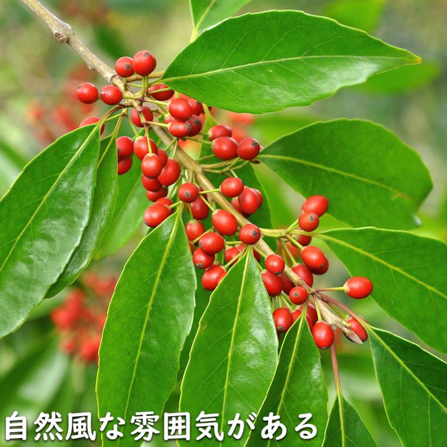 ナナミノキ 株立ち 1.2m 露地 2本 苗 ナナミノキ 株立ち 1.2m 露地 2本 苗