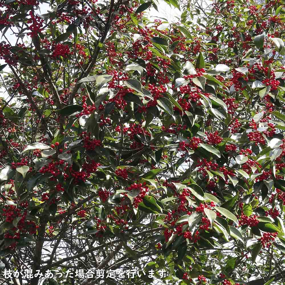 ナナミノキ 株立ち 1.2m 露地 2本 苗 ナナミノキ 株立ち 1.2m 露地 2本 苗