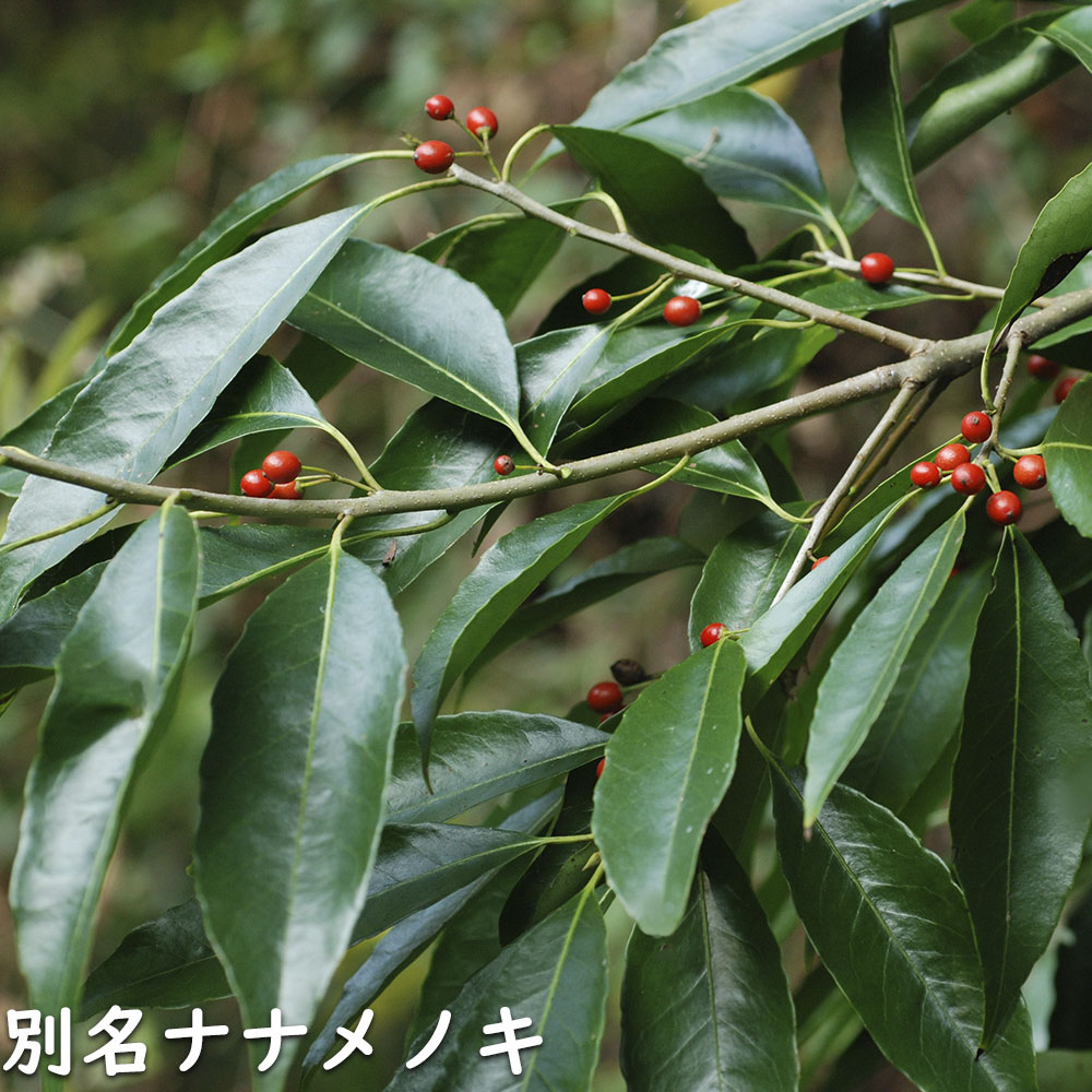 ナナミノキ 株立ち 1.2m 露地 2本 苗 ナナミノキ 株立ち 1.2m 露地 2本 苗