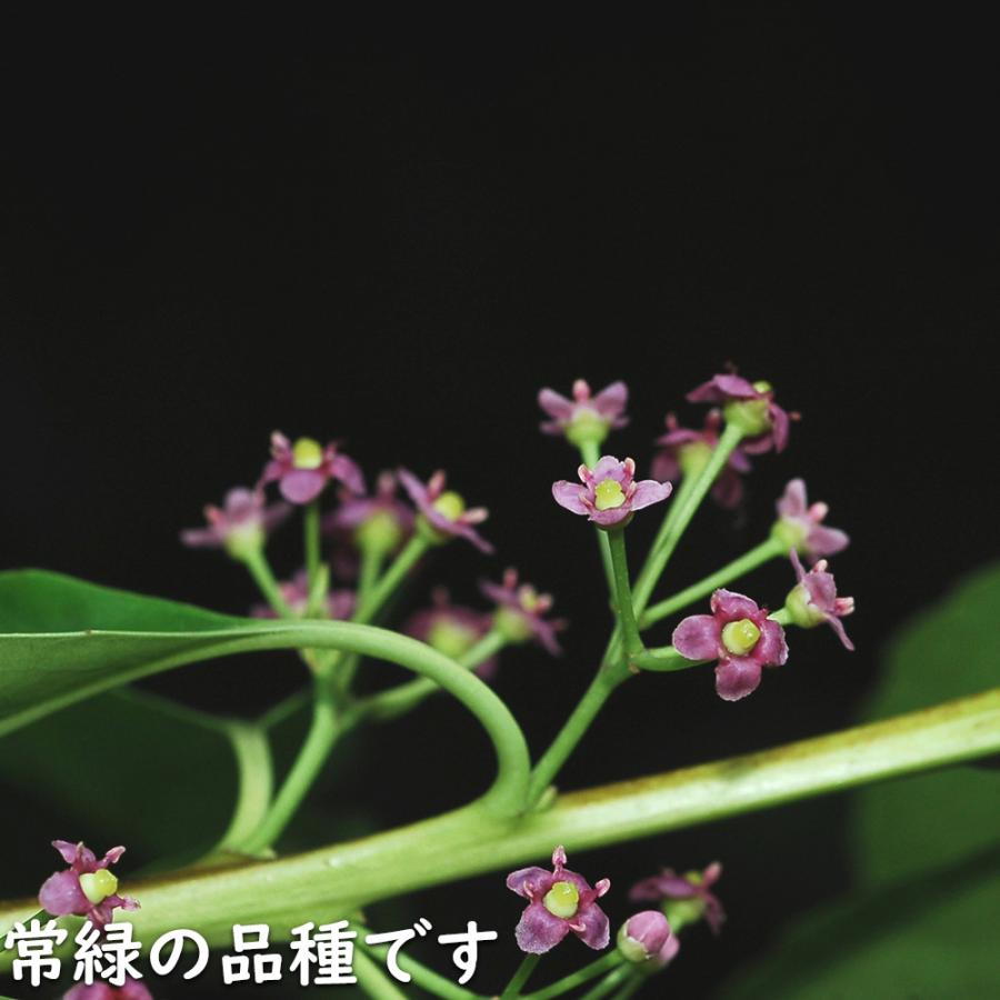 ナナミノキ 株立ち 1.2m 露地 2本 苗 ナナミノキ 株立ち 1.2m 露地 2本 苗